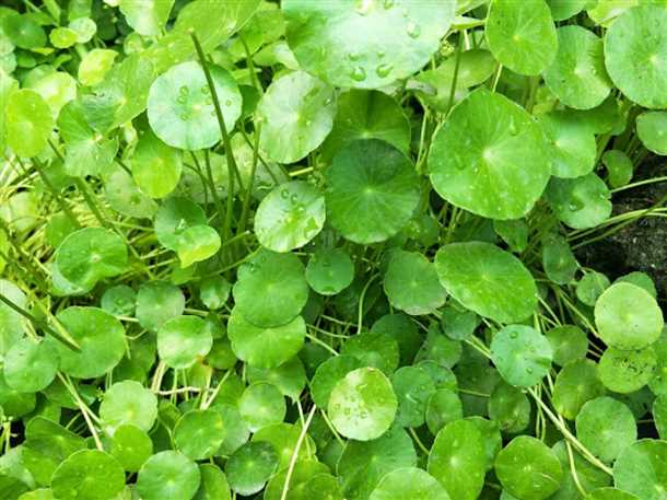 Применение центеллы азиатской для ухода за волосами и ногтями: